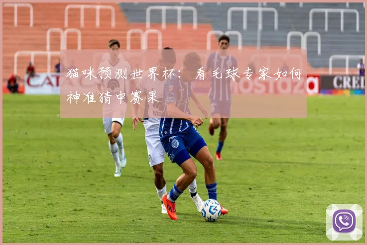 猫咪预测世界杯：看毛球专家如何神准猜中赛果